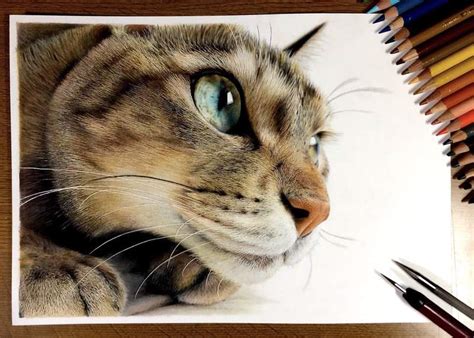 Desenho De Gato Realista Colorido - Desenho De Um Gato Realista