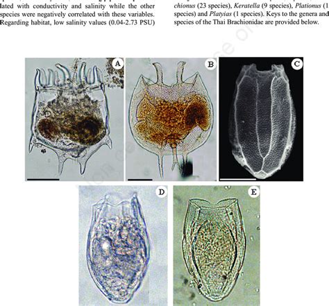 A Plationus Patulus Müller B Platyias Quadricornis Ehrenberg C