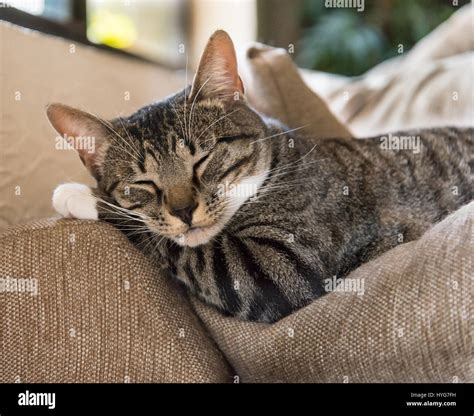 Cat Sleeping On Her Paw Stock Photo - Alamy