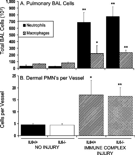 Polymorphonuclear Neutrophil PMN And Macrophage Content In