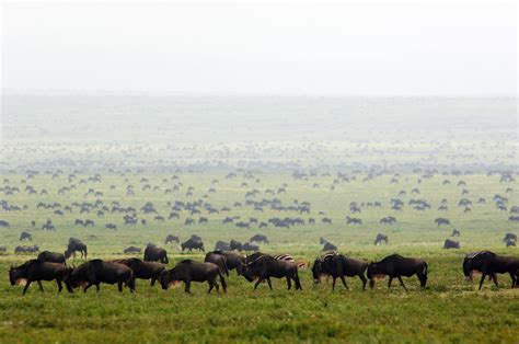 serengeti-wildebeest-migration | The Safari Guide