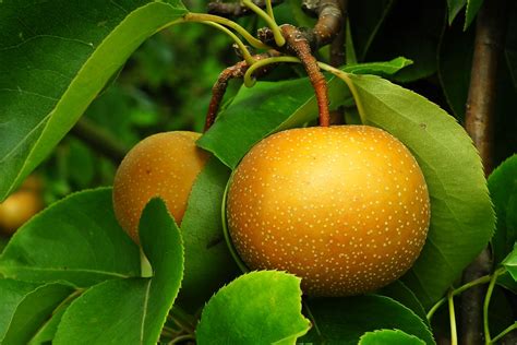 Pear Tree Asian - Free photo on Pixabay - Pixabay