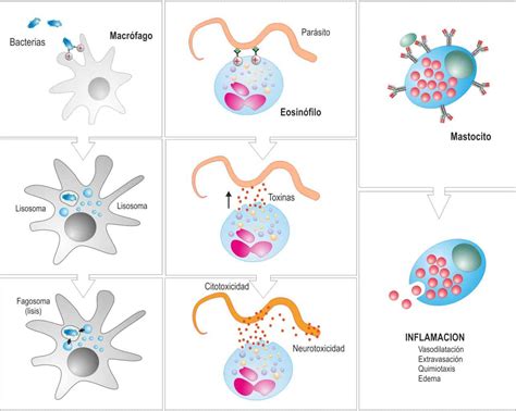 Funciones Y Gesti N De Receptores Para Ant Genos Paradigmia