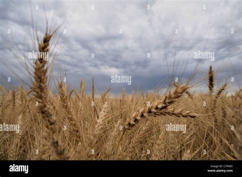 Saskatchewan Wheat Field Hi Res Stock Photography And Images Alamy