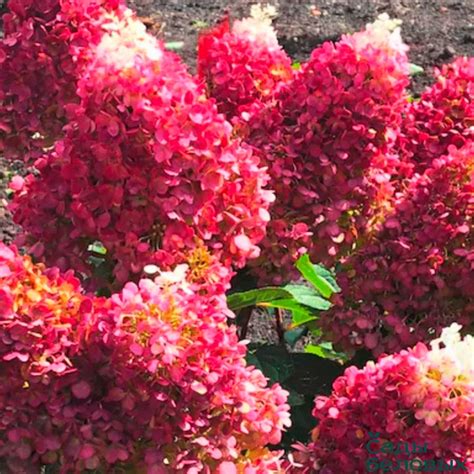 Гортензия метельчатая Ред Вельвет - Сады Беловых