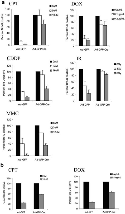 Rb Is Required For G S Checkpoint In Primary And Immortal Adult