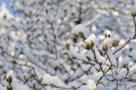 Magnolia In Snow Ii Photograph By Marianne Campolongo