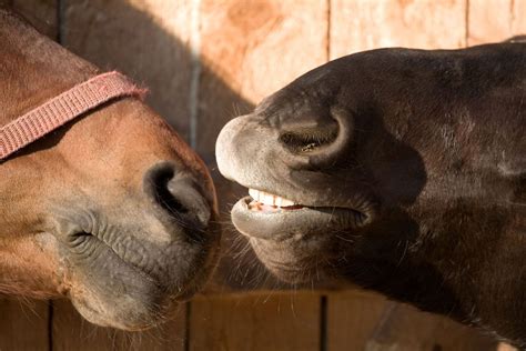 Protecting Your Horse From Strangles Using Fly Control As Part Of Your