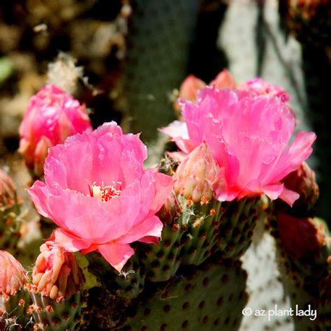 Cactus Flowers Color the Desert Landscape | azplantlady.com