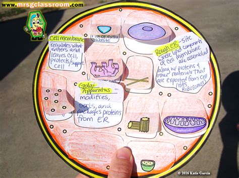 Plant And Animal Cell Foldables