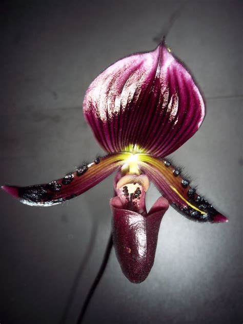 Paphiopedilum Black Jack Floraisons Forums Orchidees Fr