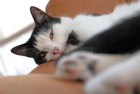 Gato Durmiendo En Una Silla Imagen De Archivo Imagen De Aislado