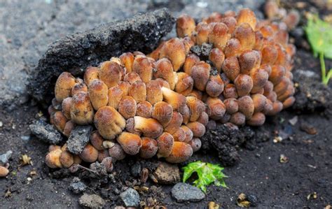 Non Edible City Mushrooms Grew On The Asphalt Of A City Street