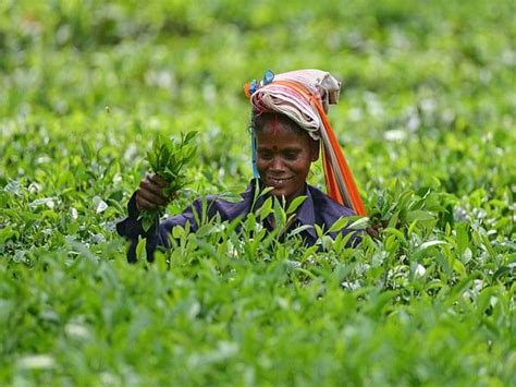 Assam Tea Worth Over Rs 3300 Crore Sold At Guwahati Tea Auction Centre In Fy 2022 23 Theprint