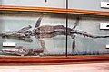 Category:Temnodontosaurus fossils - Wikimedia Commons