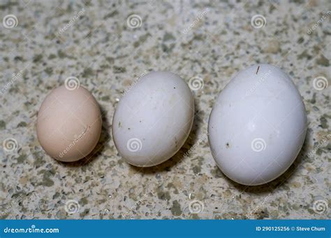 Egg. Duck eggs stock photo. Image of snack, plant, dish - 290125256