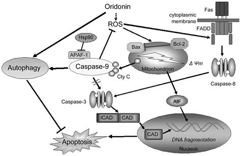 Inhibition Of Caspase 9 By Oridonin A Diterpenoid Isolated From