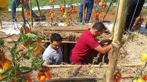 Sistema De Plantio Direto De Hortali As Reduz O Uso De Agroqu Micos