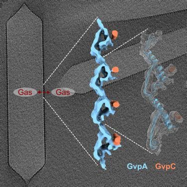 cryo ET 揭示的鱼腥藻气囊结构 Structure X MOL