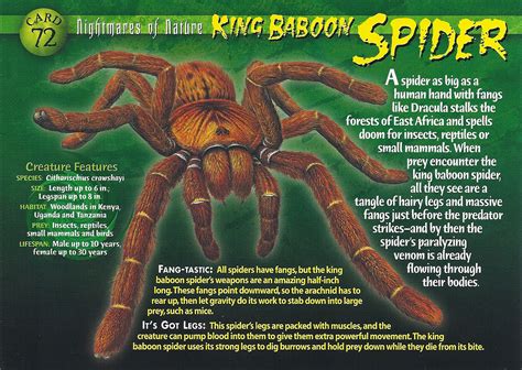 Image - King Baboon Spider front.jpg | Wierd N'wild Creatures Wiki | FANDOM powered by Wikia