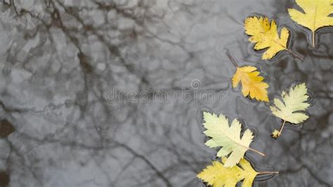 Yellow Autumn Fallen Oak Leaves Puddle On Grey Asphalt Fall Bare