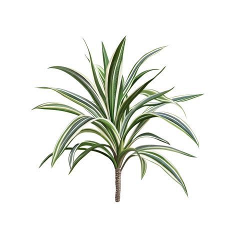 Variegated Spider Plant Houseplant with Green and White Striped Leaves