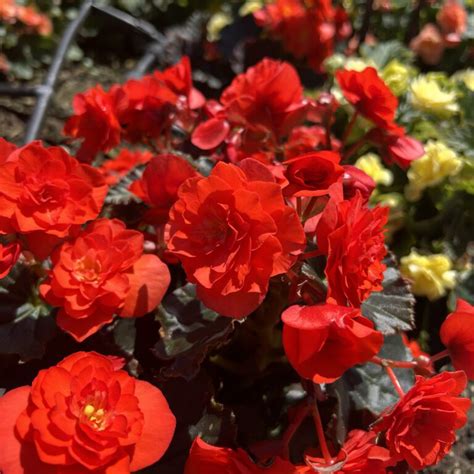 Solenia Scarlet Begonia Explore More