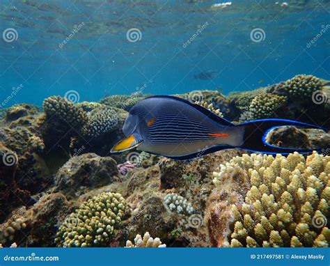 Sohal Surgeonfish Or Sohal Tang Or Arabian Surgeonfish Acanthurus