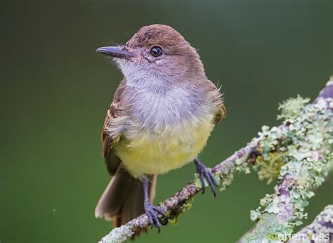 Short Crested Flycatcher Myiarchus Ferox Morten Ross