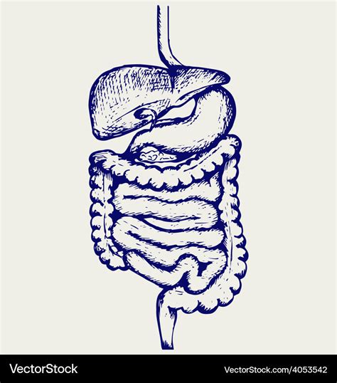 Internal Human Digestive System Royalty Free Vector Image