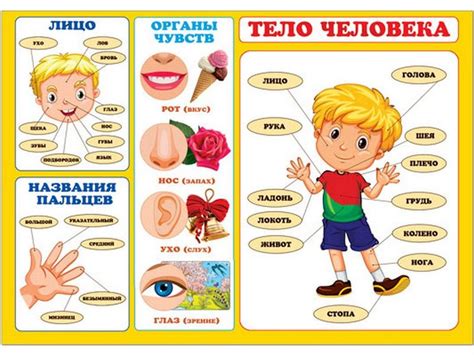 Картинка части тела человека для детей