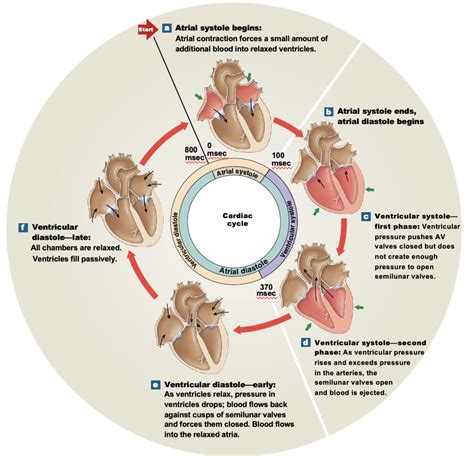 Cardiac Cycle Diagram Quizlet