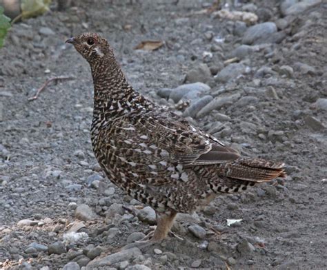 Pictures and information on Spruce Grouse