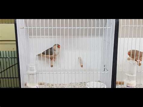 Zebrafinch Orange Black Female Gray Type 2 Of Year 2022 YouTube