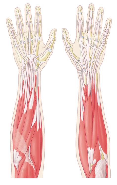 Tendon Transfers Grip Hand And Wrist Surgery