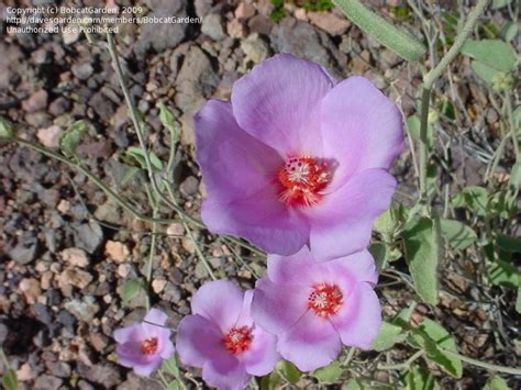 Plantfiles Pictures Hibiscus Species Paleface Rock Hibiscus