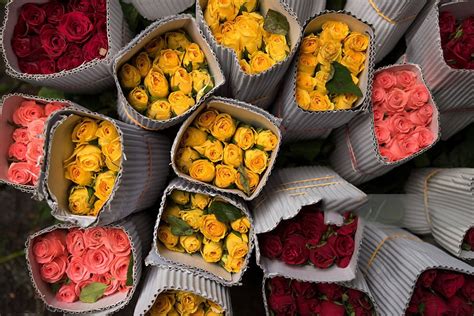 Ethiopia Earns Over Million From Flower Exports Ethio Negari