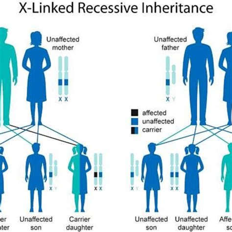 Inheritance Pattern For Autosomal Recessive Download Scientific Diagram