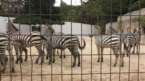 グラントシマウマ広島市安佐動物公園grants Zebraasa Zoohiroshimajapan Youtube