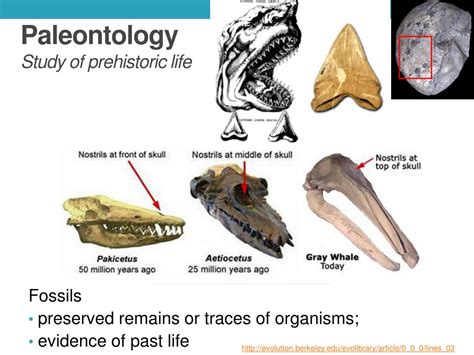 Ppt Paleontology Study Of Prehistoric Life Powerpoint Presentation