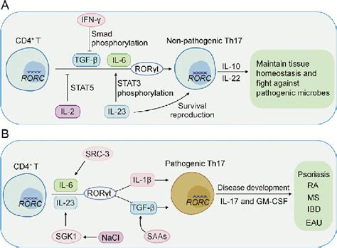 Cd4 þ T Cells Under Induction Can Differentiate Into Non Pathogenic T Download Scientific