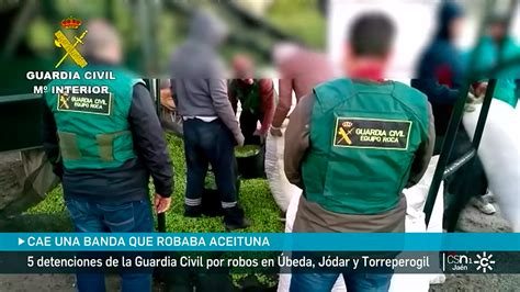 Cinco Detenidos En Jaén Por El Robo De Tres Toneladas De Aceituna En Varias Explotaciones