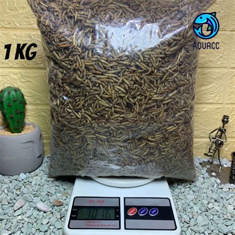 Maggot BSF Kering Magot Dry Maggot Pakan Ikan Terbaik Tidak Berminyak