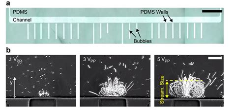 Microfluidics: Platform to Trap and Rotate Single Cells | uFluidix 