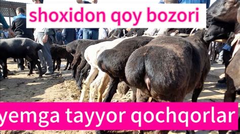 Shohidon Qoy Va Qochqor Bozori Va Narxlari Yemga Tayyor