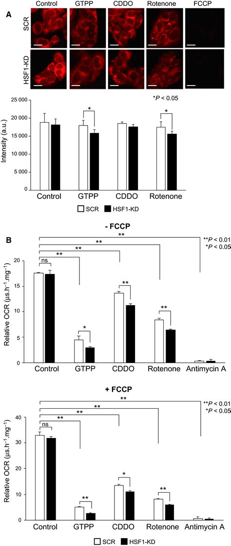 Hsf Is Required For Induction Of Mitochondrial Chaperones During The