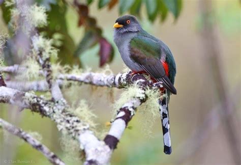 Hispaniolan Trogon – birdfinding.info