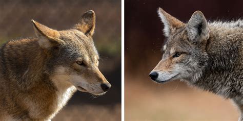 A Scientific Look At Predator Prey Relationships And Efforts To Reduce Red Wolf And Coyote