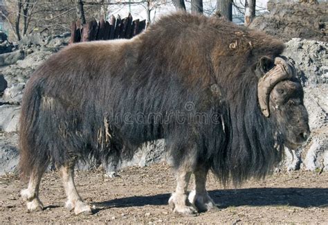 Muskus-os stock afbeelding. Image of dier, sneeuw, nave - 16016197
