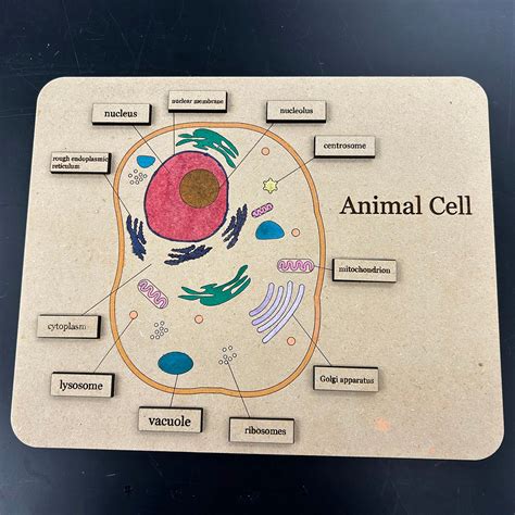 Free animal cell guide, Download Free animal cell guide png images